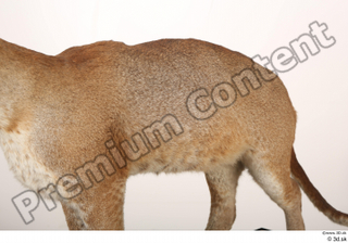 Asian golden cat Catopuma Temminckii back body 0002.jpg